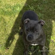 Staffordshire Bull Terrier - Both