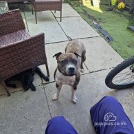 Staffordshire Bull Terrier - Both