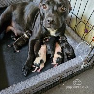 Staffordshire Bull Terrier - Both