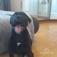 Staffordshire Bull Terrier - Bitches