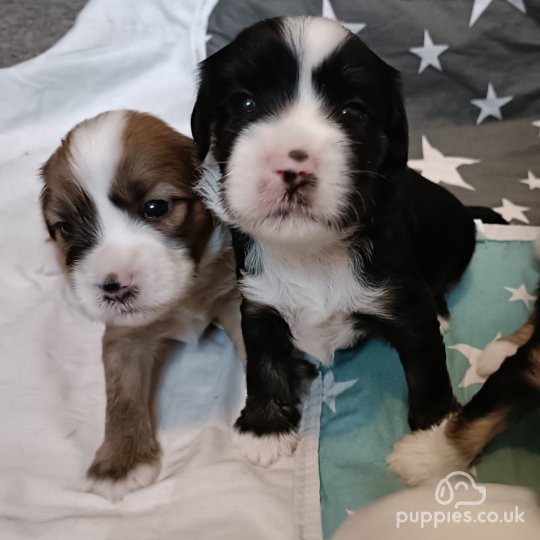 Tibetan Terrier - Both