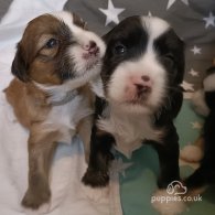 Tibetan Terrier - Both