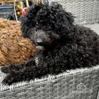 Toy Poodle - Both