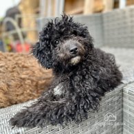 Toy Poodle - Both