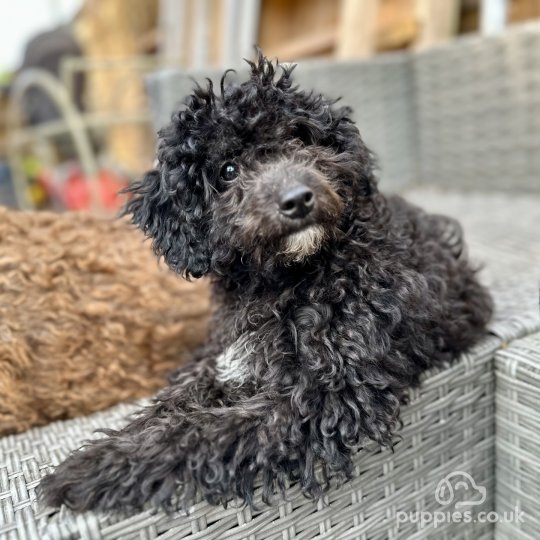 Toy Poodle - Both