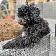 Toy Poodle - Both