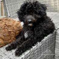 Toy Poodle - Both