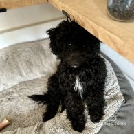 Toy Poodle - Both