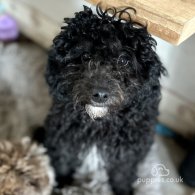 Toy Poodle - Both