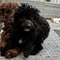 Toy Poodle - Both