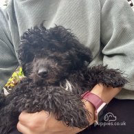 Toy Poodle - Both