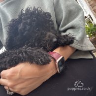 Toy Poodle - Both