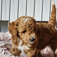 Toy Poodle - Both