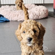 Toy Poodle - Both