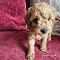 Toy Poodle - Both