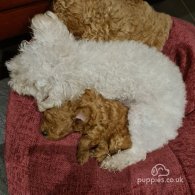 Toy Poodle - Both