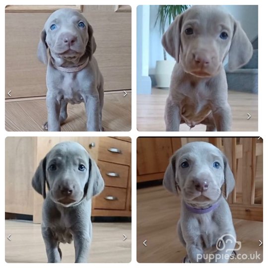 Weimaraner - Both