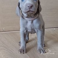 Weimaraner - Both