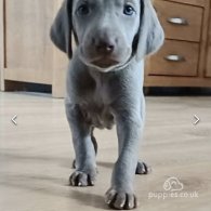 Weimaraner - Both