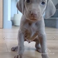 Weimaraner - Both