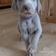 Weimaraner - Both