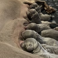 Weimaraner - Both