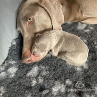 Weimaraner - Both