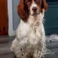 Welsh Springer Spaniel - Both