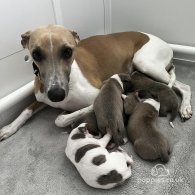 Whippet - Dogs