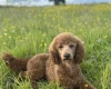 Miniature Poodle