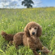 Miniature Poodle