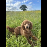 Miniature Poodle