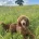 Miniature Poodle