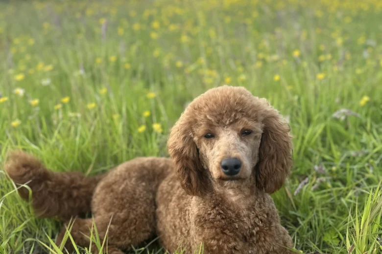 Miniature Poodle