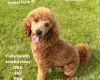Miniature Poodle