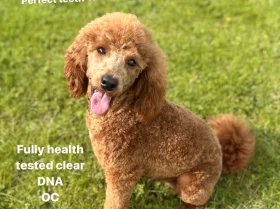 Miniature Poodle