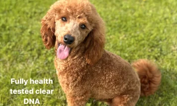 Miniature Poodle