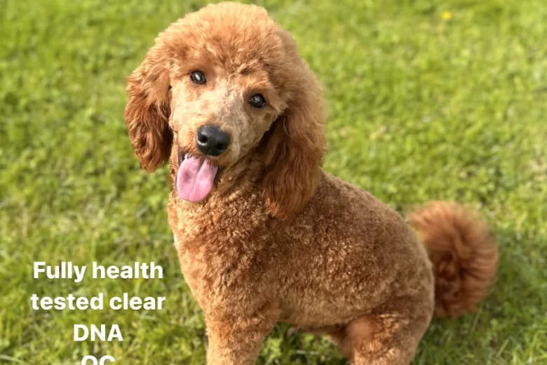 Miniature Poodle