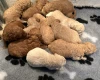 Miniature Poodle