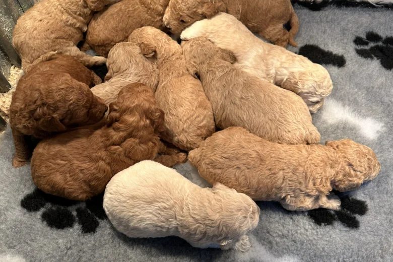 Miniature Poodle