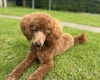 Miniature Poodle