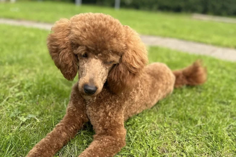 Miniature Poodle