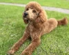 Miniature Poodle