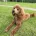 Miniature Poodle
