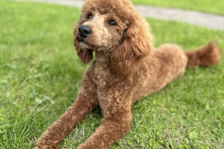 Miniature Poodle