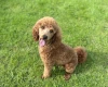 Miniature Poodle
