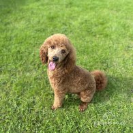 Miniature Poodle