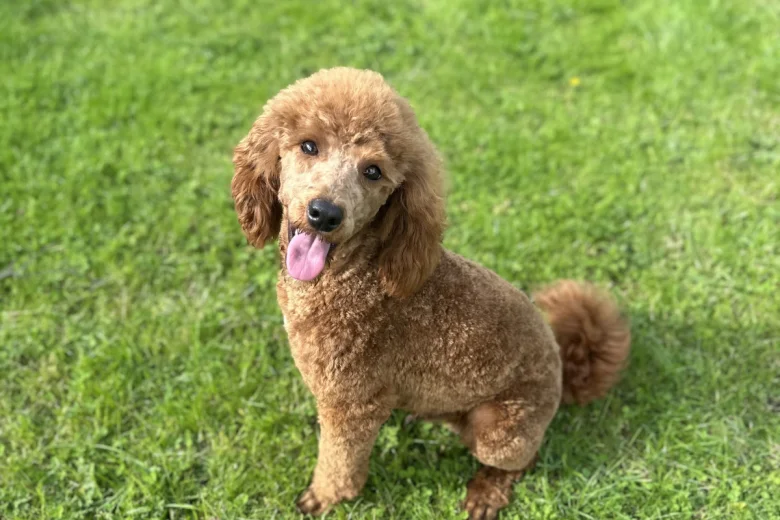 Miniature Poodle