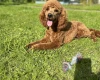 Miniature Poodle