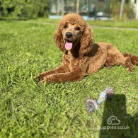 Miniature Poodle